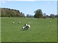 Ewes with lambs in pasture