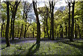 SU6887 : Bluebells and beeches in Park Wood, Oxfordshire by Edmund Shaw