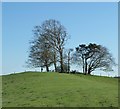 SP8306 : Small clump of trees south of Beacon Hill by Rob Farrow
