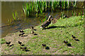 Ducklings in Brandon Country Park