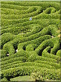 SW7727 : Detail of the maze at Glendurgan by Rod Allday