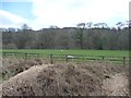 Sheep pasture on the north bank of the Esk [1]