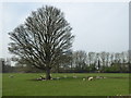 Beech tree in a field at Pond House Farm, Nidd