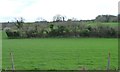 Banked and hedged field boundary, Eskdale