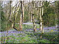 Bluebells in Middleton Woods