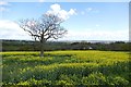 Solitary tree in a field of oil seed rape