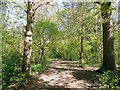 Woods in Hampden Park