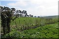 New hedge, Seven Wells Down