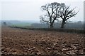 Arable land near Bideford