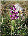 Early Purple Orchid, Mendip Hills