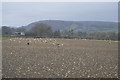 Sheep in the Severn Valley