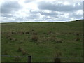 NU0832 : Hillside grazing, Belford Moor by JThomas
