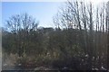 Woodland in the Bourne Brook Valley