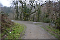 SX5061 : Footpath junction, West Wood by N Chadwick