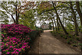 Azaleas, Forty Hall Park, Enfield