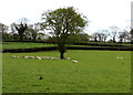 Sheep near a tree in Carmarthenshire