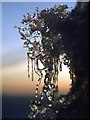 NO2282 : Ice pendant on Cairn Bannoch by Alan Reid
