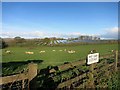 Sheep and Solar Panels