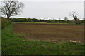 Emerging crop alongside Atterby Beck