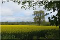 Oilseed rape, Newton