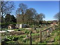 Hartshill: The Limes Allotments