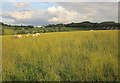 Sheep near Buxton