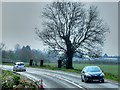 Tree on a Bend on the A439