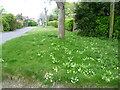 Primroses along Church Cliff