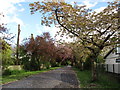 Cherry trees at the entrance to King George