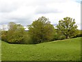 Oaks near Tenbury