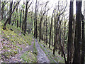 Woodland path to Henrhyd Falls