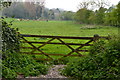 Cattle in field near Rew Farm