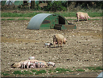 TF8204 : Free-range pigs by Cockleycley Warren by Evelyn Simak