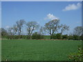 Crop field near Dissington Lane House