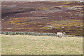 SE6093 : Sheep pasture by Pauline E