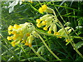 Cowslips by the lane side, 1