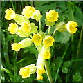 Cowslips by the lane side, 2