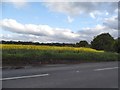 Rape field by Hurst Lane