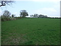 Grazing near Stamfordham