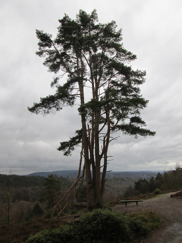 very-tall-scots-pine-tree-off-the-peter-s-geograph-britain-and