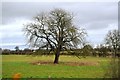 Isolated tree