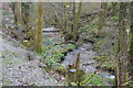 Tributary of the River Plym, Common Wood