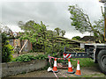 House flattened by fallen tree