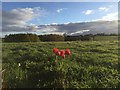 SJ8047 : Silverdale Country Park: tulips on Waste Farm Meadows by Jonathan Hutchins