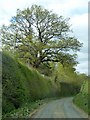 High hedges and a spreading tree, Norton