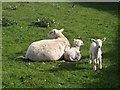 NU0642 : Ewe and lambs at Beal by Graham Robson