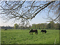 Meadows at White Place Farm