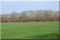 Field, Middlemarsh