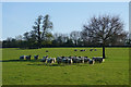 Rounding up sheep in Denston Park