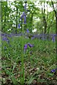 TQ6296 : Hybrid and Native Bluebells by Glyn Baker